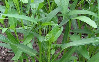 ���Ĳ˸߮aʩ�ʼ��g