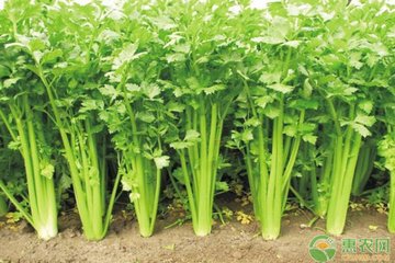 �P���۲����ڵķ�ˮ����