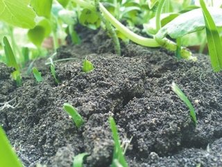 �ЙC��Ч�����ѣ����}�����ģ�