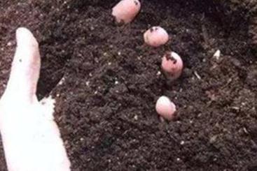 ΢�����������xُ(g��u)��΢��������xُ(g��u)�Ĳ�Ҫ