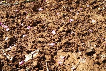 ��ʲô�����üS������