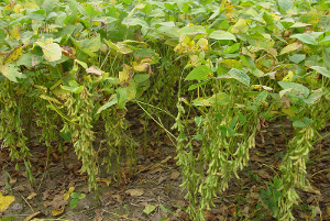 �󶹺���׷�ʵķ�����ʲô��