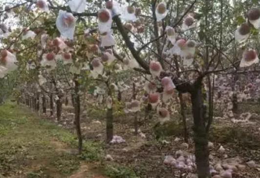 �ķN�ЙC�����m����Ĺ��@��