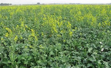 �Ͳ˸߮a(ch��n)ʩ�ʼ��g(sh��)