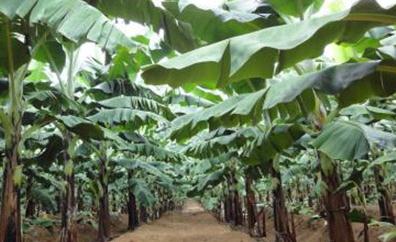 �㽶��ͬ�r(sh��)�����ʩ�����㽶��ˮ�ʹ�������