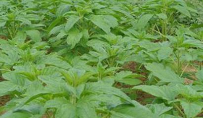 ֥��ʩ���к�Ҫ�c��֥��׷�ʼ��g(sh��)����