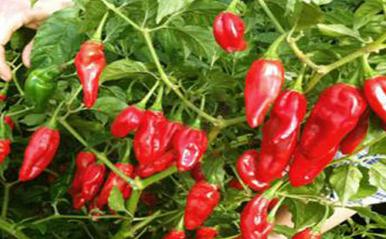 ������c�Ȼ�⛷ֲ��壿���ߵą^�e���ģ�