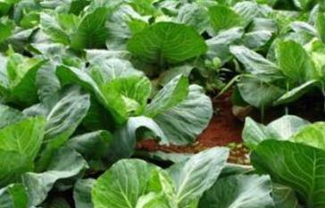 �@Щʩ���`�^��֪���᣿����ʹ���`�^��P�c