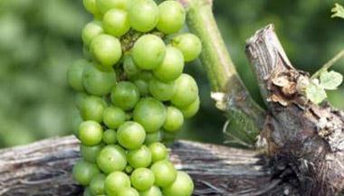 ⛷ʌ�������ʲô��̎��⛷��c����֮�g������