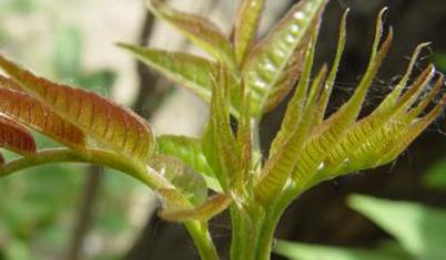 �㴻�Nֲ����Щ�������㴻�Ĳ��N���缼�g