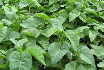 ���Ĳ���ô�Nֲ�a(ch��n)���ߣ��Nֲ���Ĳ˵ļ��g(sh��)Ҫ�c