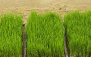 �r(n��ng)�I(y��)�Nֲ��ʲôҪ��΢��Ԫ�أ�΢��Ԫ�ص�����