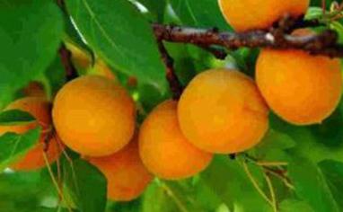 ֲ�����L�{����5��ʹ���`�^��С�ġ��M����ӑ�á���