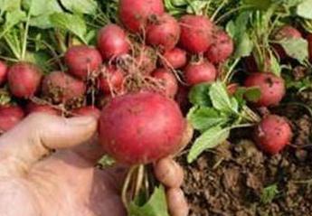 �����}����ôʩ�ʣ������}���ķNֲ����