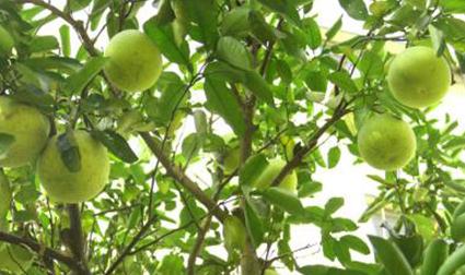 ����NֲС֪�R�����������ˮ�ʹ�������