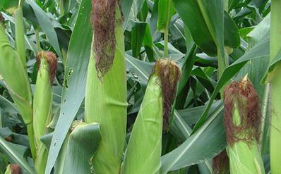 ������ô�Nֲ�a(ch��n)���ߣ��Nֲ���׵ļ��g(sh��)��ʩ