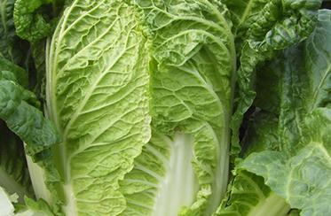 ���ײ���ô�Nֲ�a(ch��n)���ߣ��Nֲ���ײ˵ļ��g(sh��)Ҫ�c(di��n)