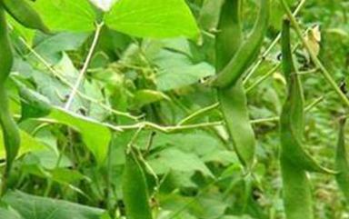 �|���a�����ε�ԭ������Щ��