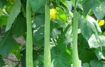 �z�ϵ����L���c���Nֲ�z�Ͽɲ�ȡ��ʩ�ʴ�ʩ