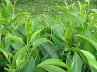 ���ʩ��ע����헣�������ʩ��Ҫ�c