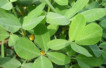 �������ķNֲ�r�g���������Nֲ��ι���