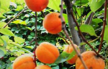 ����(sh��)ʩ�ʼ���������(sh��)���ڞ�ʲô���ˇ��o(w��)�C(j��)���ʣ�