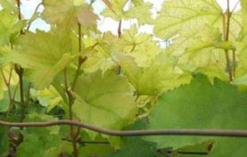 ����ȱ�F��ô�k��Ӱ�����ȱ�F�������Լ��a(b��)�ȷ���