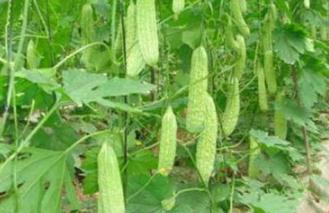 �߲�ʩ��С���ɣ����Ҫ�ڽY(ji��)���ڽ��ø�⛷ʣ�