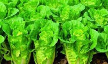 �ײ�ˮ�ʹ������g����ײ˝�ˮʩ�ʵļ��gҪ�c