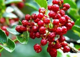 ��νo������ˮʩ�ʣ�����ˮ�ʹ������g