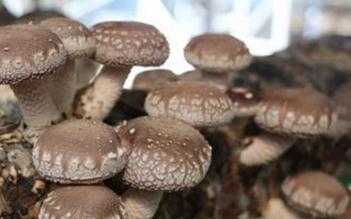 ʳ�þ�ʩ���м��ɣ�ʳ�þ��ƌW(xu��)ʩ�ʷ���