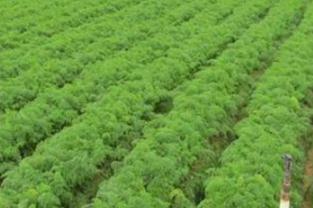 ���}�����ʩ�������}�����|�߮aʩ�ʷ���