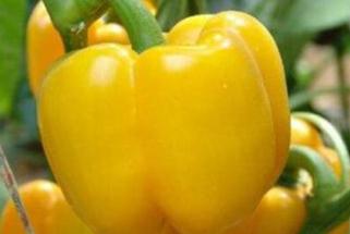 ��νo�𽷷ֶ�ʩ�����𽷷ֶ�ʩ��С����