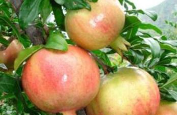 ʯ�������ʩ������Щע�����(xi��ng)��ʯ�������ʩ��Ҫ�c(di��n)