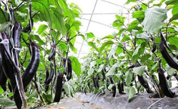 ����ʩ����α���ʺ��F(xi��n)������ʩ���ʵ����_����