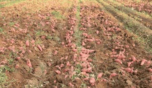 �t��ʩʲô���Ϯa(ch��n)���ߣ�