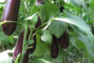 ������Ҫʲô�����������ӑ�ԓ��ôʩ������