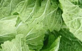 ���ʌ��ײ���ʲô���ã��ײ˞���x���_���ʣ�