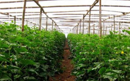 �߲˻�ʩ���ʡ��߲��ܡ� С�ĵò���ʧ߀��ɷʺ�