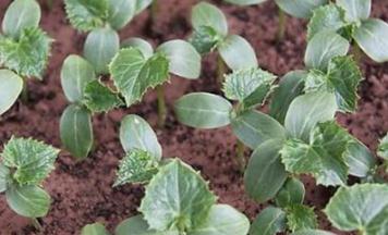 �S������ԓ����ʩ�ʣ��S�����ڵ�ʩ�ʷ���