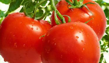 ���t������~��ʩ�ʣ����t���~��ʩ��ע�����