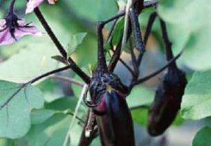 ���ӽo����ʩ��Ч���������Ӹ߮a(ch��n)ʩ��������