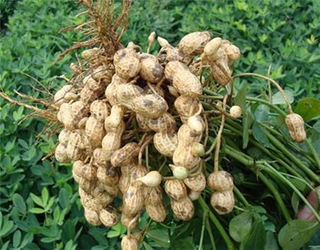 ����ʩ��Ī����΢��Ԫ��