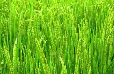 �������ʩ⛷������a(ch��n)������ʩ⛷������a(ch��n)�ķ�����