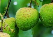 ��֦�ɹ�ǰ������ʩ�ʣ�ʩ��ע���������Щ��