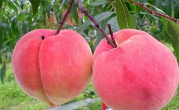 �Nֲˮ���ң����ϵĹ��o�Լ��޼�֦�~�����ǳ���Ҫ