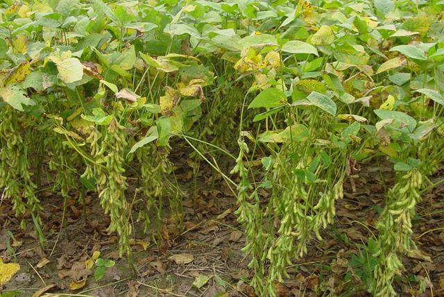 ����������������c���󶹸���׷���֪