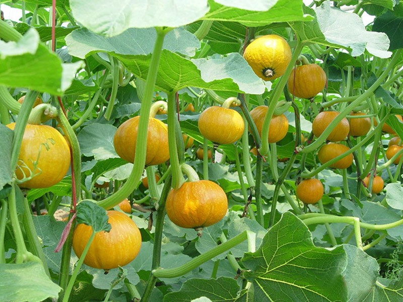 �ϹϷNֲ��ι������Ϲϝ�ˮ��ʩ����ע�����