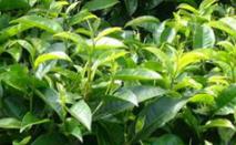 ��Ό�(du��)���(sh��)�M(j��n)�к���ʩ�ʣ����(sh��)ʩ�ʷ�������Щ��