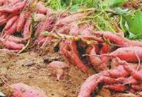 ���ӽo����ʩ���ѿp�ʣ������ѿp��׷�ʕr(sh��)�g